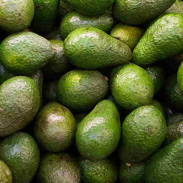 Palta