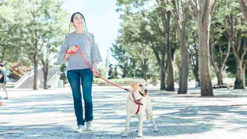 El poder curativo de las mascotas