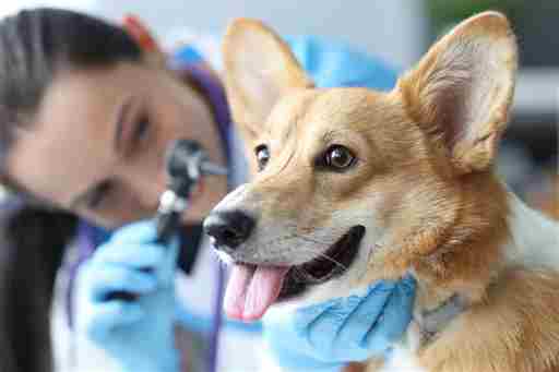 El veterinario examina las orejas de perro con el primer plano del otoscopio