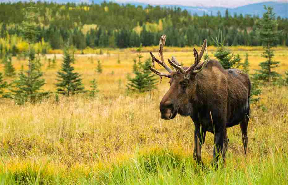 15. Déjate sorprender en Yukon Wildlife Preserve, Whitehorse, Yukon