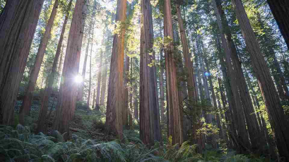 El sol brilla a través de los árboles en el parque nacional de secoyas