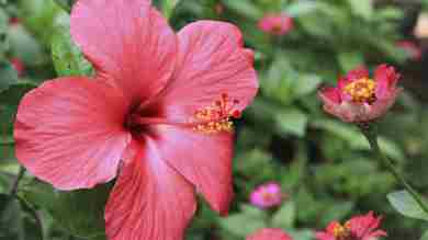 flor de hibisco rosa