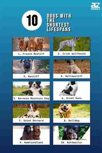 Proporcionado por AZ Animals (EE. UU.) 10 perros con la esperanza de vida más corta y problemas de salud comunes para cada uno