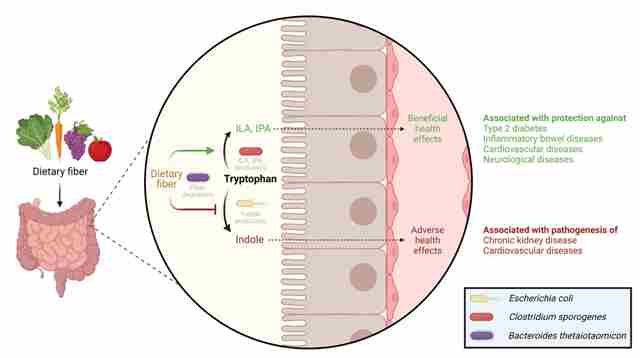 Proporcionado por Médico Xpress Se descubre que la fibra dietética regula el uso de triptófano por parte de las bacterias intestinales, lo que afecta la salud