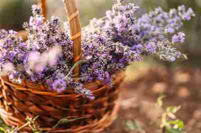 Lavanda para ayudar a calmar la ansiedad de forma natural