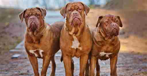 ©otsphoto/Shutterstock.com Los 10 perros con mayor fuerza de mordida: ¿son mascotas seguras?