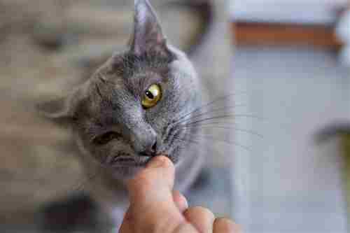 Proporcionado por Great Pet Care Dueño de mascota dándole una tableta a un gato